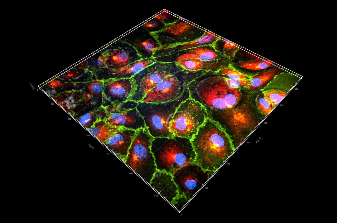 Endothelial Cells in Flow Experiments